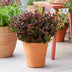 GreenboutiQ - Gartenpflanze - Leucothoe Curly Red - Rot - 1 Pflanze - Immergrün - Wenig Pflege - Topf 17cm Höhe 40cm Bild 5
