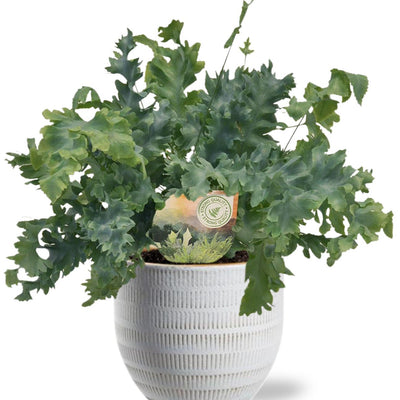Phlebodium Davana - Ø12cm - ↕35cm + Beau Pot D14x13cm - Weiß
