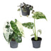 3x Baby Variegata Mix - Tropische Raritäten im Set - Ø6cm Bild 2