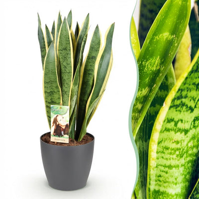 Sansevieria Laurentii Topf 21cm, 70-80cm – Pflegeleichte Zimmerpflanze