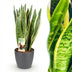 Sansevieria Laurentii Topf 21cm, 70-80cm – Pflegeleichte Zimmerpflanze Bild 1