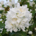 GreenboutiQ Mock Orange 'Snowbelle' - Fragrant white flowers, easy to care for Bild 4
