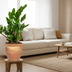 ZZ Pflanze (Zamioculcas Zamiifolia) Ø17cm, 40-50cm - pflegeleicht & robust Bild 5