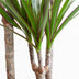 Dracaena Marginata (Drachenblutbaum) 95cm mit grauem Topf Bild 3