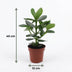 Green boutiQ - Clusia Princess - Clusia - 4 Pflanzen - Topf 12cm - Höhe - 40cm Bild 5