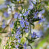 GreenboutiQ Rosmarinus officinalis Standard, evergreen, winter-hardy, purple flower Bild 5