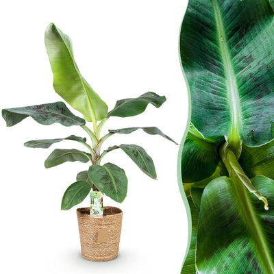 Bananenpflanze Dwarf Cavendish, pflegeleicht, mit Korb, Topf 21cm