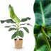 Bananenpflanze Dwarf Cavendish, pflegeleicht, mit Korb, Topf 21cm Bild 1