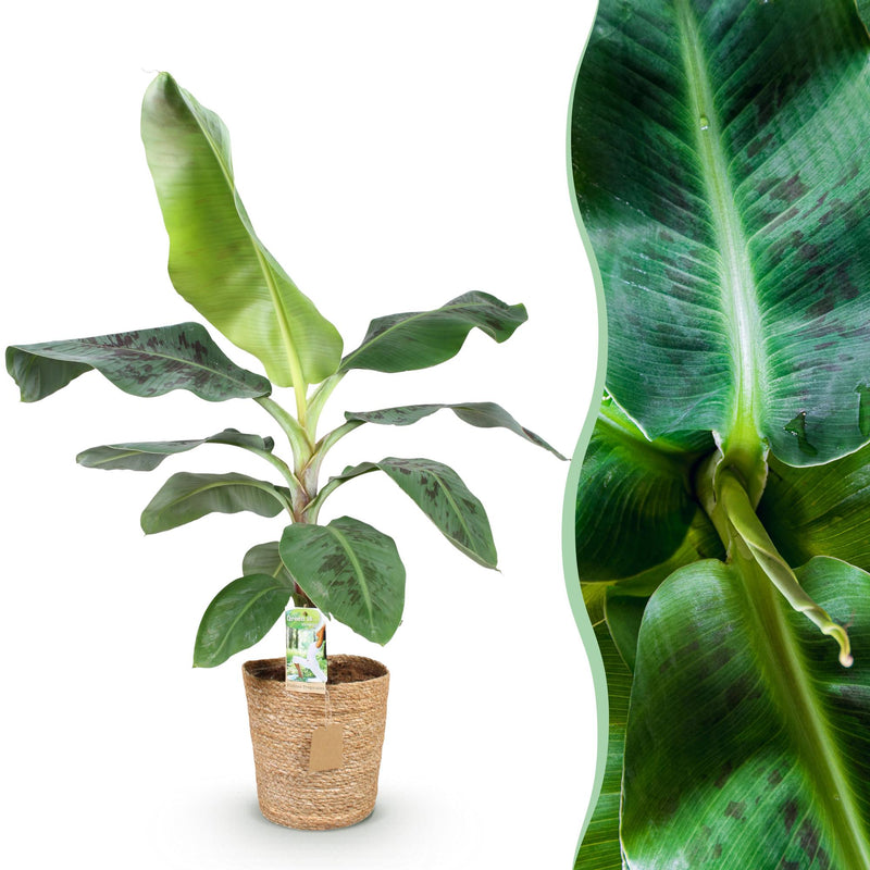 Bananenpflanze Dwarf Cavendish, pflegeleicht, mit Korb, Topf 21cm