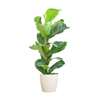 Ficus Lyrata mit Topf weiß – 80 cm – Ø21