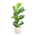 Ficus Lyrata mit Topf weiß – 80 cm – Ø21 Bild 1