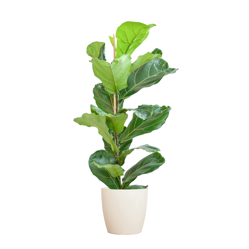 Ficus Lyrata mit Topf weiß – 80 cm – Ø21