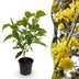 GreenboutiQ Kornelkirsche (Cornus mas) - Gelbe Blüte, 35cm Bild 1