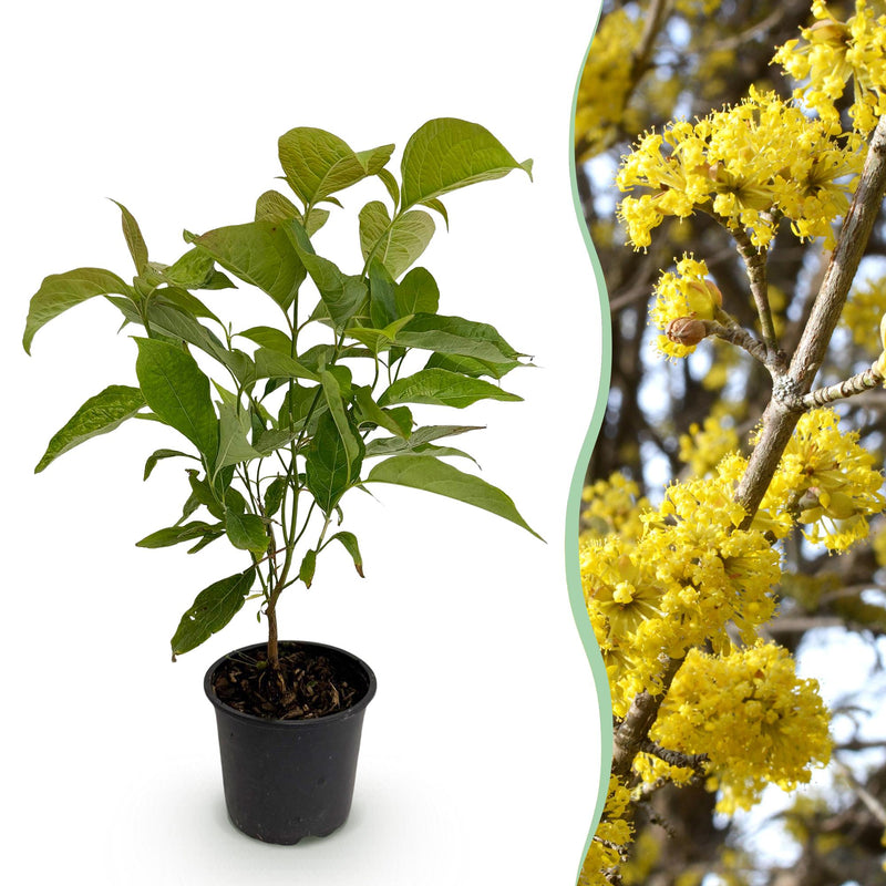 GreenboutiQ Kornelkirsche (Cornus mas) - Gelbe Blüte, 35cm