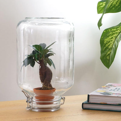 Easyplant Ficus Ginseng Bonsai – Zimmerpflanze für wenig Pflege