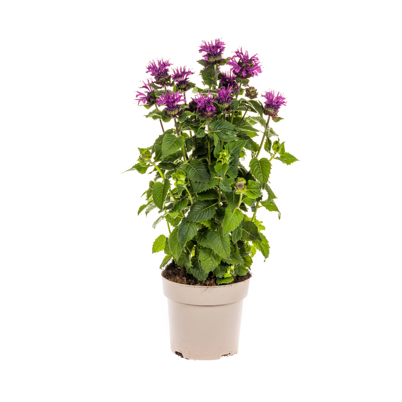 Monarda Didyma Purple: Bienenfreundliche Blütenschönheit für Ihren Garten