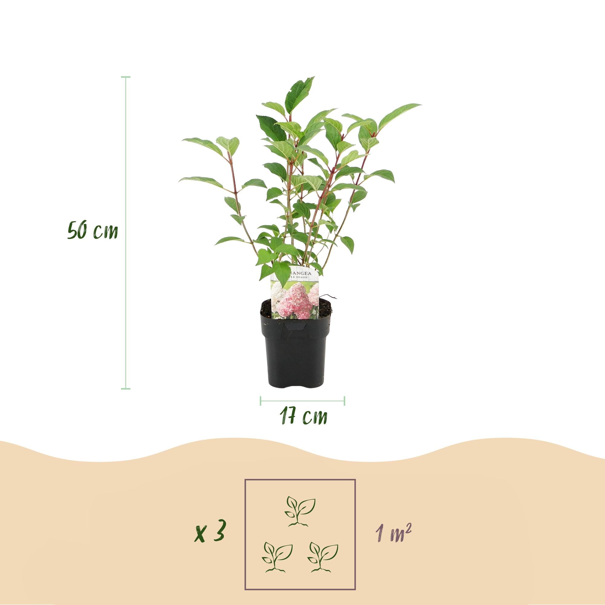 GreenboutiQ - Rispenhortensie - Hydrangea panniculata Vanille Fraise - Blüte Weiß Rosa - 1 Pflanze - Laubabwerfend - Große Blumen - Topf 17cm Höhe 50cm