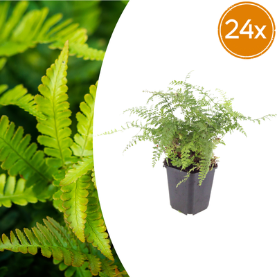 24x Polystichum set. 'Herrenhausen' - Farn 10-25cm, Ø9cm