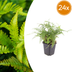 24x Polystichum set. 'Herrenhausen' - Farn 10-25cm, Ø9cm Bild 1