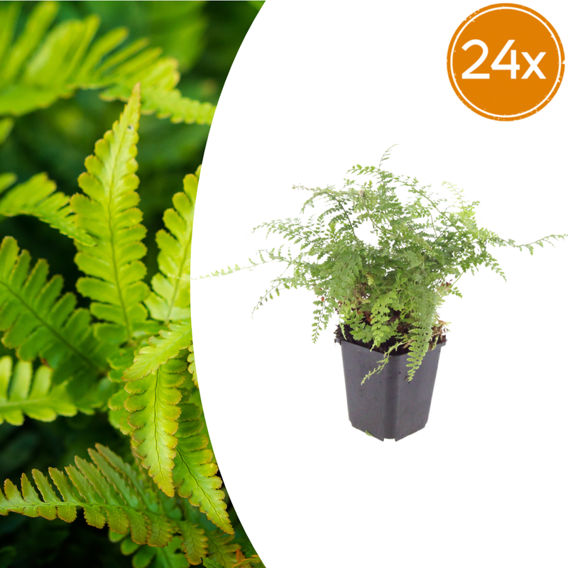 24x Polystichum set. 'Herrenhausen' - Farn 10-25cm, Ø9cm