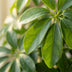 Schefflera 'Nora' im Seegras-Korb - 70cm - Ø21cm Bild 3