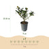 Ilex Blue Maid Heckenpflanzen – 8 Stück für 1m dichte, grüne Hecke Bild 3