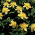 Hypericum calycinum (Schmuckkörbchen) - 24er Packung, 10-25cm Bild 5