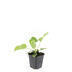 48x Phlomis russeliana - ↕10-25cm - Ø9cm Bild 2