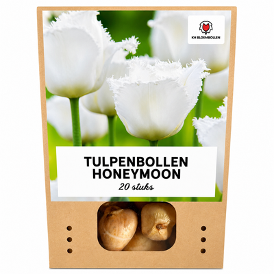 Tulpenzwiebeln Honeymoon – 20 Stück | KH Bloembollen® | Witte Kartelrand Tulp – Elegant & Uniek – Cadeau voor Tuin of Pot – Maat 11/12 – Vers van de Teler!