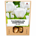 Tulpenbollen Honeymoon – 20 Stuks | KH Bloembollen® | Witte Kartelrand Tulp – Elegant & Uniek – Cadeau voor Tuin of Pot – Maat 11/12 – Vers van de Teler! Bild 8
