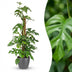 Mini Windowleaf Monstera Minima on a moss pole, 90cm, 19cm pot Bild 1