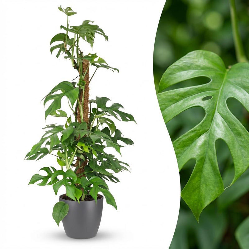 Mini Windowleaf Monstera Minima on a moss pole, 90cm, 19cm pot