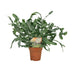 Phlebodium Blue Star Farn - Ø12cm Topf - 35cm Höhe Bild 1