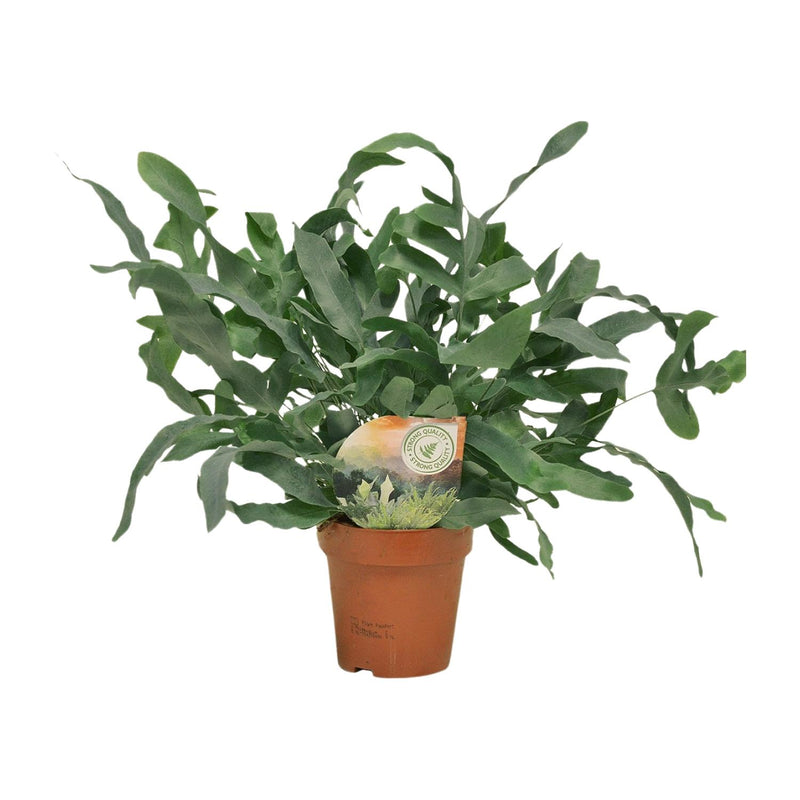 Phlebodium Blue Star Farn - Ø12cm Topf - 35cm Höhe