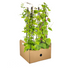 4x Kletterpflanzen Set: Rhodochiton, Cobea, Lathyrus, Ipomoea Ø13cm Bild 6