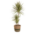 Dracaena Marginata Bicolor mit Korb Ø21cm - ↕110 - 130cm Bild 1
