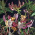 GreenboutiQ Honeysuckle 'Lonicera Serotina' - 2 Plants Pink/White Bild 6