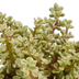 Crassula-Mischung: 3 Sukkulenten im weißen Topf (10,5 cm) Bild 4