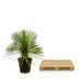 Yucca Rostrata auf Stamm - 70 cm - Ø27 Bild 3