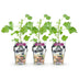 GreenboutiQ Jostaberry: 3 winter-hardy berry plants, Ribes Jostabes Bild 2