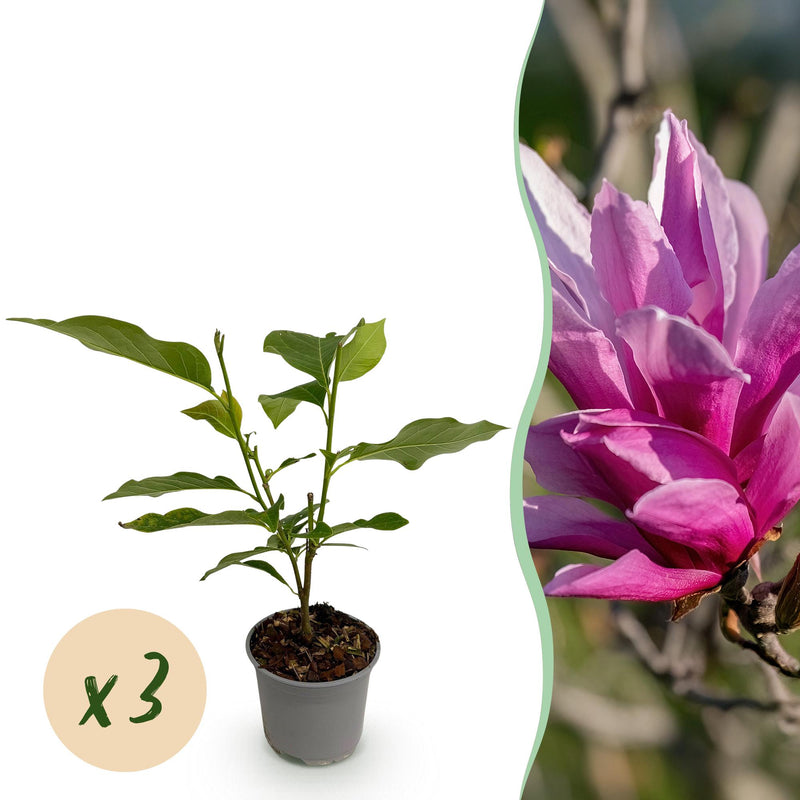 Magnolia liliiflora Nigra: Lila Blütenstrauch (3 Pflanzen)