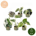 6x Baby Variegata Mix - Tropische Zimmerpflanzen, Ø6cm Bild 5