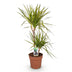 Dracaena Sunray Zimmerpflanze, 90-100cm, Topf 21cm, pflegeleicht Bild 2