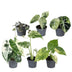 6x Baby Variegata Mix: Tropische Raritäten im Ø6cm Topf Bild 2