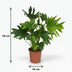 Philodendron Lickety Split, pflegeleichte Zimmerpflanze, 70cm Bild 3