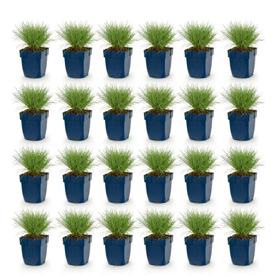 Green boutiQ - Perennials - Festuca glauca - Blue Fescue - Evergreen - Blue - 24 Plants - Pot 11cm - Height 15-25cm
