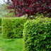 GreenboutiQ Hornbeam Hedge: 6x Carpinus betulus, 1m, 17cm pot, 55cm height Bild 4