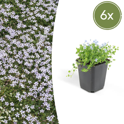 6x Isotoma fluviatilis 'Blauer Sternteppich' Bodendecker 10-25cm Ø9cm