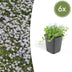 6x Isotoma fluviatilis 'Blauer Sternteppich' Bodendecker 10-25cm Ø9cm Bild 1