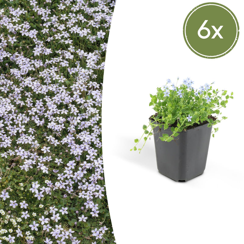 6x Isotoma fluviatilis 'Blauer Sternteppich' Bodendecker 10-25cm Ø9cm